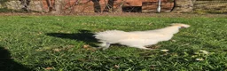Chickens poultry for sale: White silkie rooster to be rehomed - Advert 2