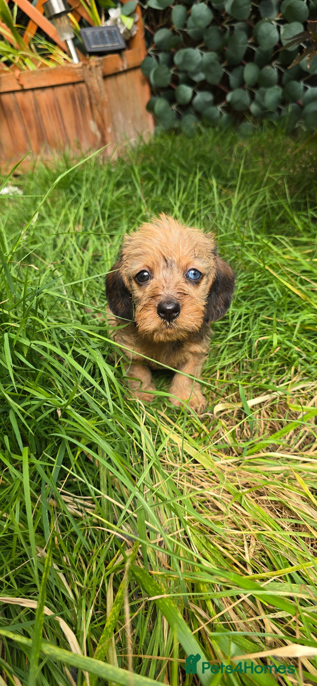 Miniature Dachshund dogs for sale: Miniature dachshund puppies  - Image 3