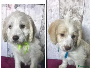 Mixed Breed dogs Cockador x poodle pups( mini doodles) - Advert 18