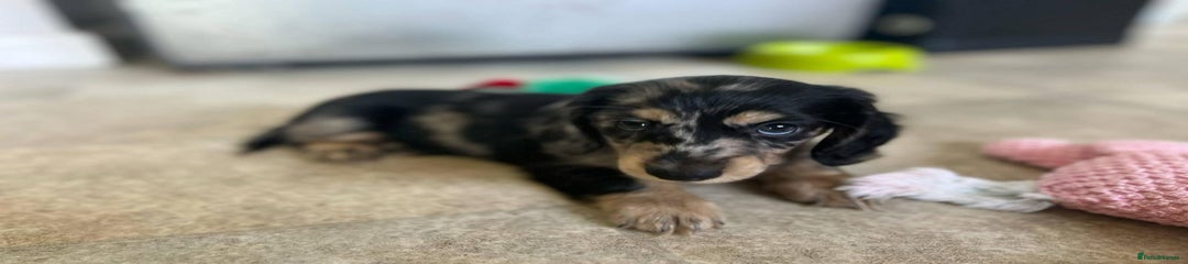 Miniature Dachshund Puppy 2