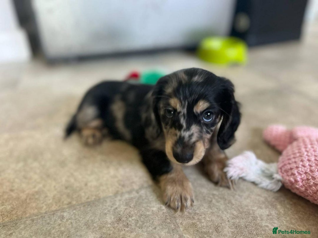 Miniature Dachshund dogs for sale: Adorable Longhaired Miniature Dachshund Puppies - Image 3