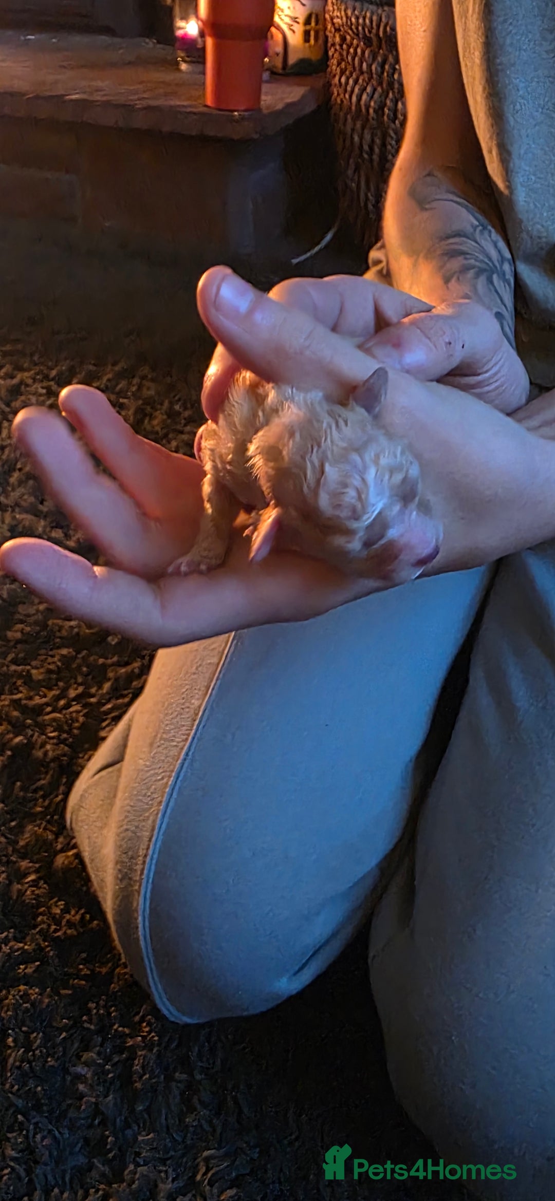 Cavapoo dogs for sale: Stunning miniature cavapoo - Advert 8