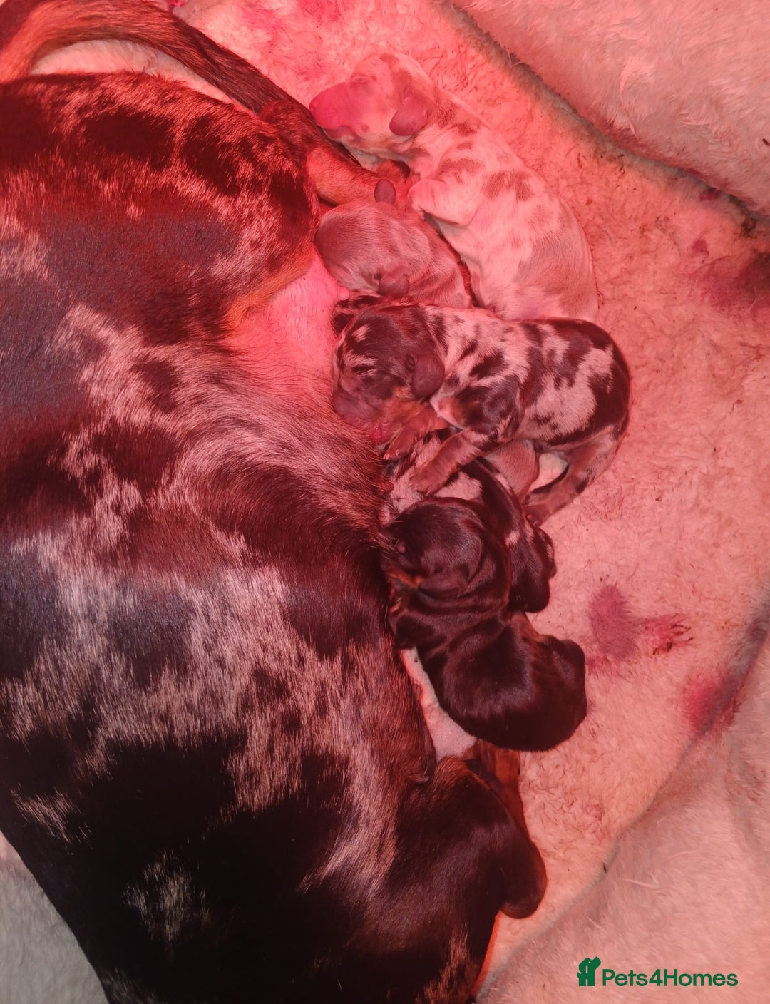 Dachshund dogs for sale: dogs  - Advert 13