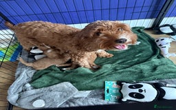 Cockapoo dogs for sale: gorgeous litter of Cockapoo puppies 🐶  - Image 8