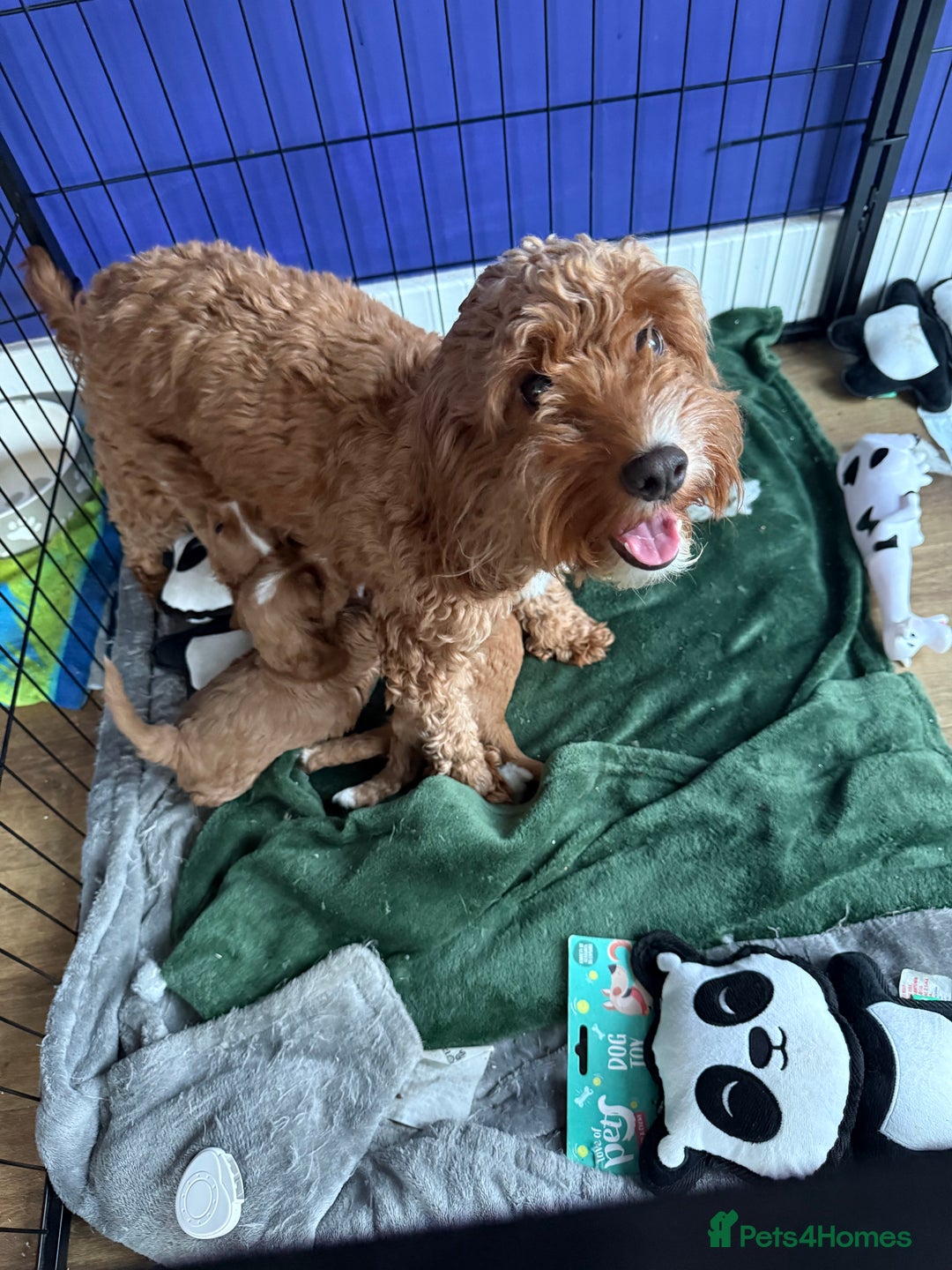 Cockapoo dogs for sale: gorgeous litter of Cockapoo puppies 🐶  - Image 8