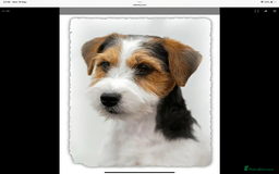 Jack Russell dogs for sale: Jack Russell Puppies - Image 13