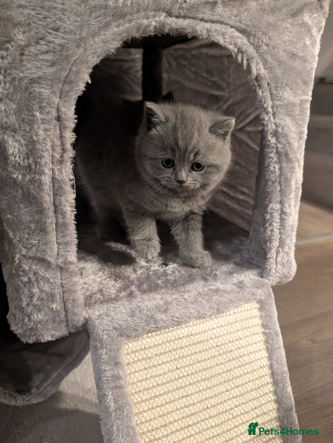British Shorthair cats for sale: Adorable purebred British shorthair kittens - Advert 4