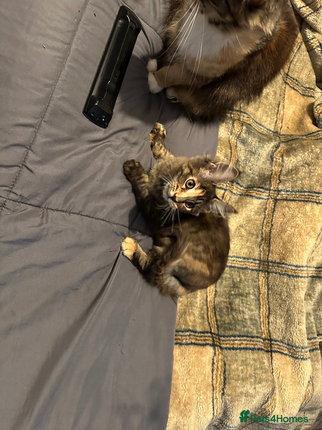 Maine Coon cats for sale: Xl mainecoon kittens  - Image 5