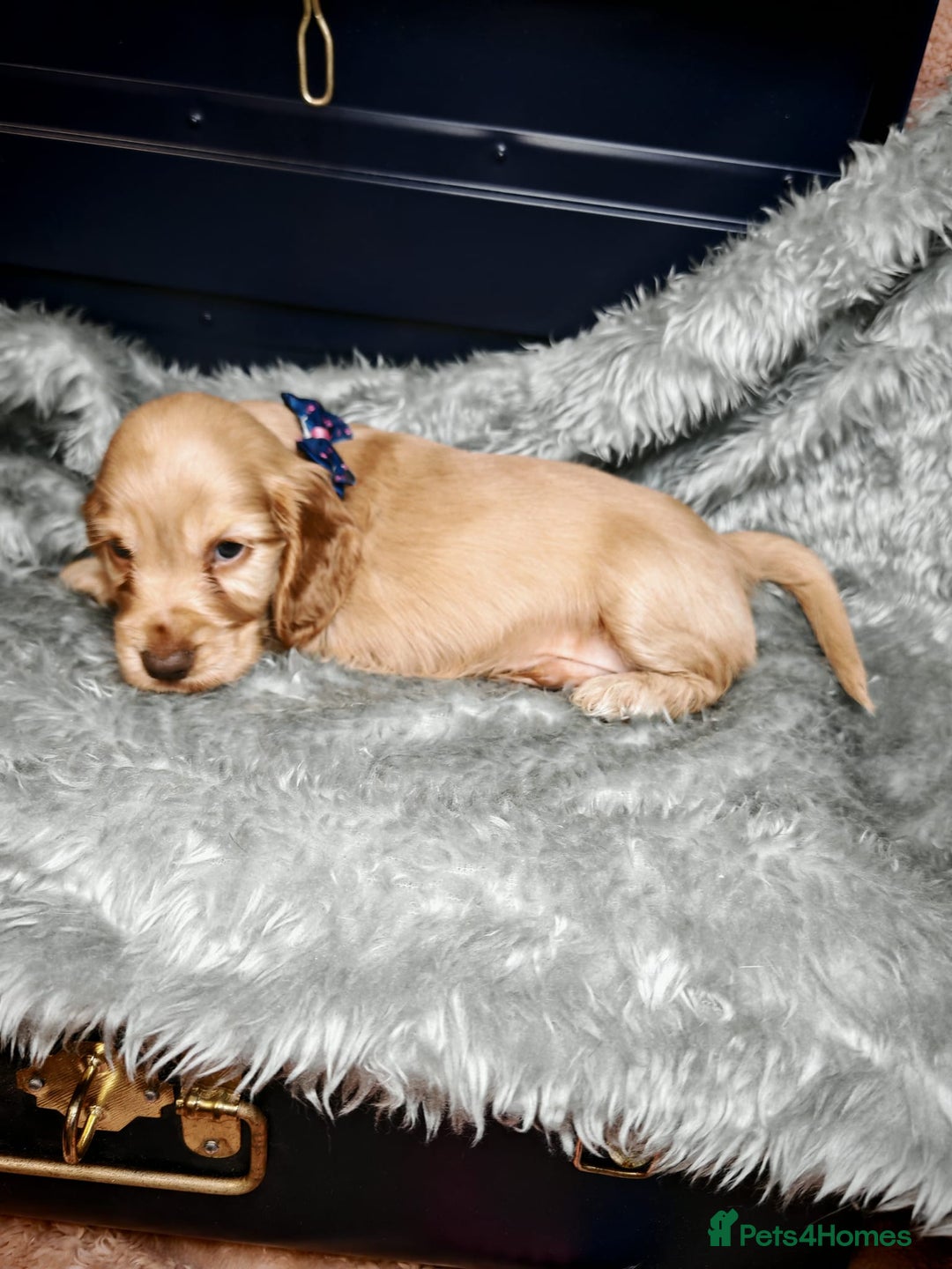 Cocker Spaniel dogs for sale: STUNNING LITTER OF KC SHOW COCKER SPANIEL PUPS!  - Image 5