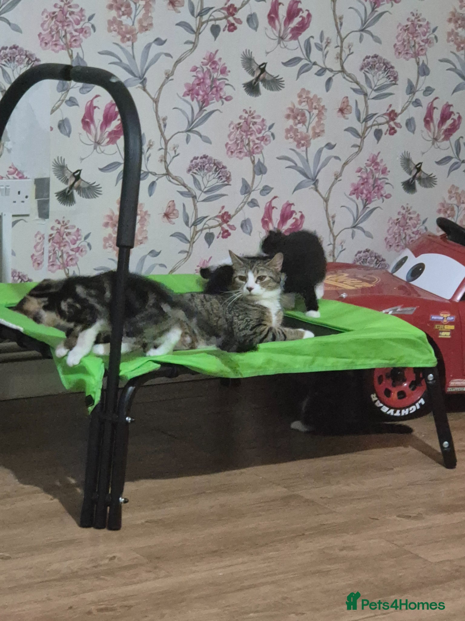 British Shorthair cats for sale: X2 mummys with kittens in London - Advert 4