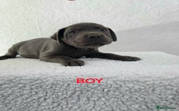 Staffordshire Bull Terrier dogs for sale: Kc reg black blue staffy puppies  - Image 14