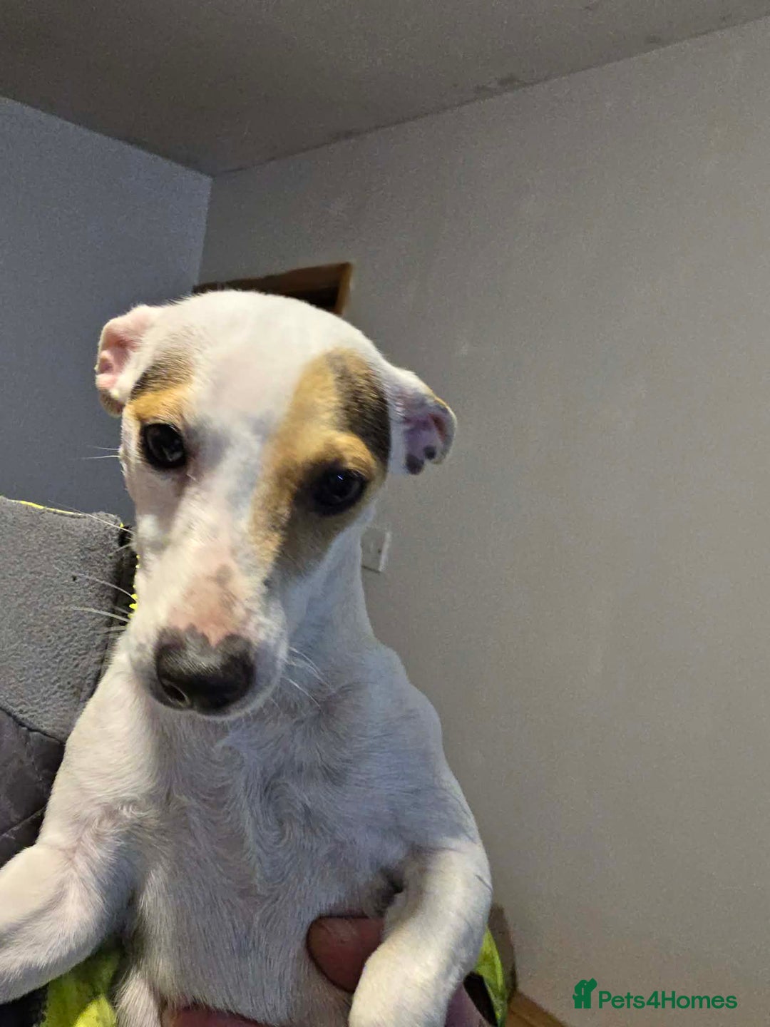 Jack Russell dogs for sale: Jack russell pups - Advert 1