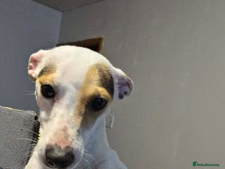 Jack Russell dogs Jack russell pups - Advert 5