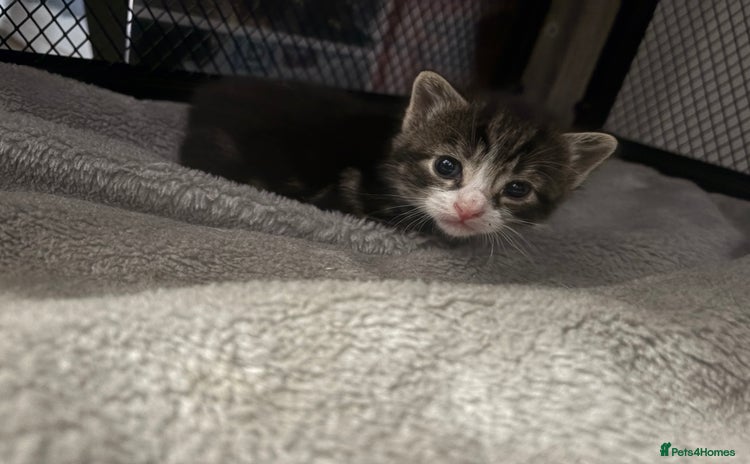 Mixed Breed cats - Advert 4