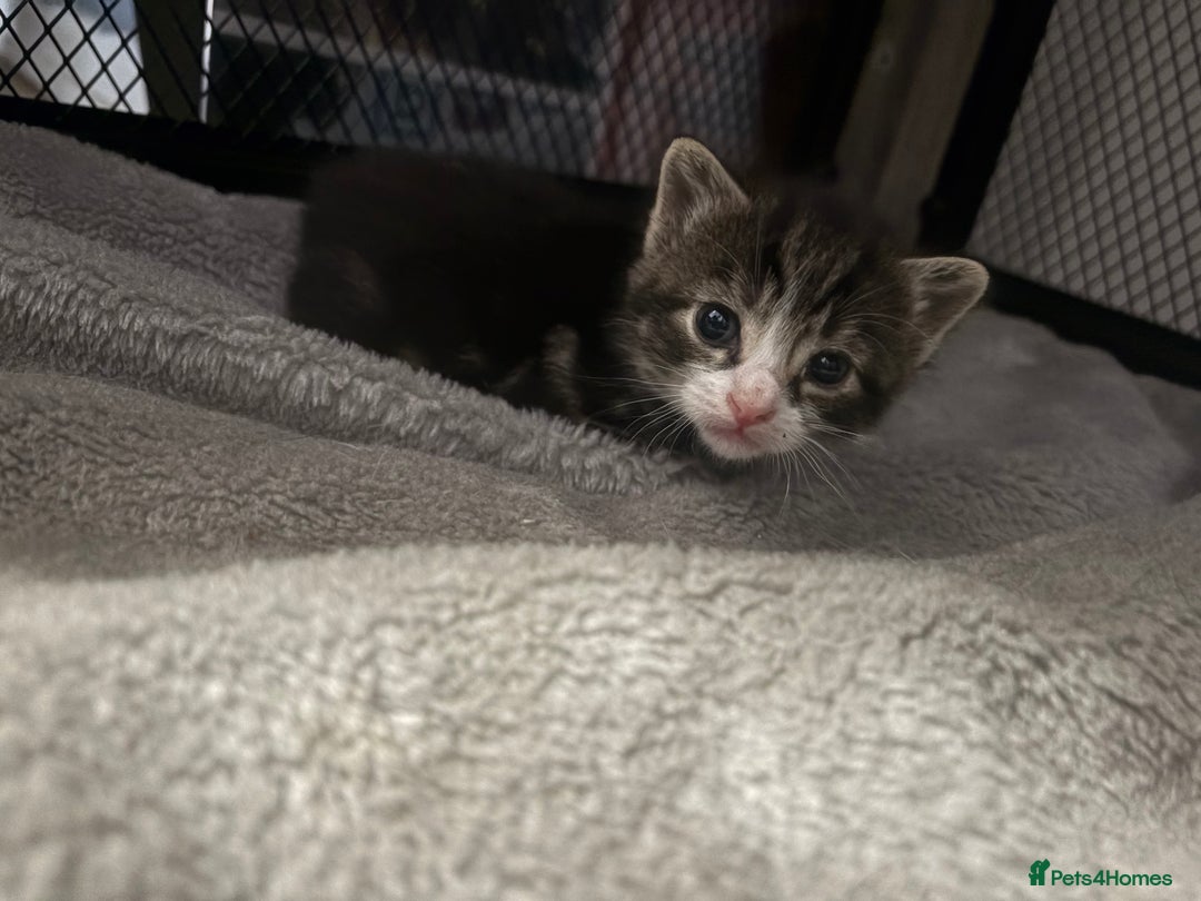 Mixed Breed cats for sale: Beautiful kittens 🐾 - Image 1