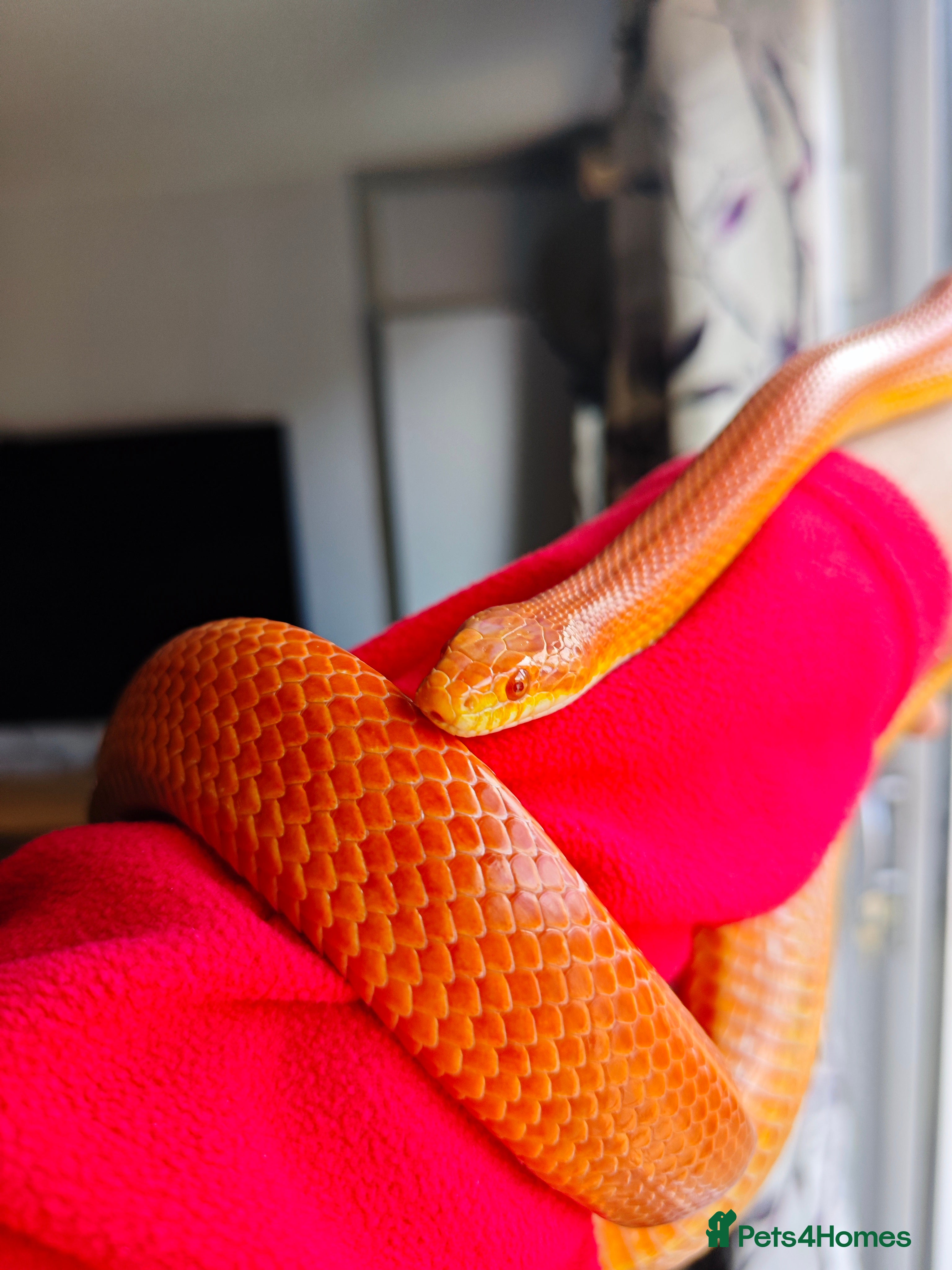 Corn Snake reptiles Orange corn snake  - Advert 1