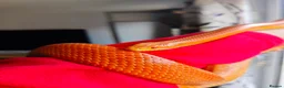 Corn Snake reptiles for sale: Orange corn snake called Cornflake - Advert 1