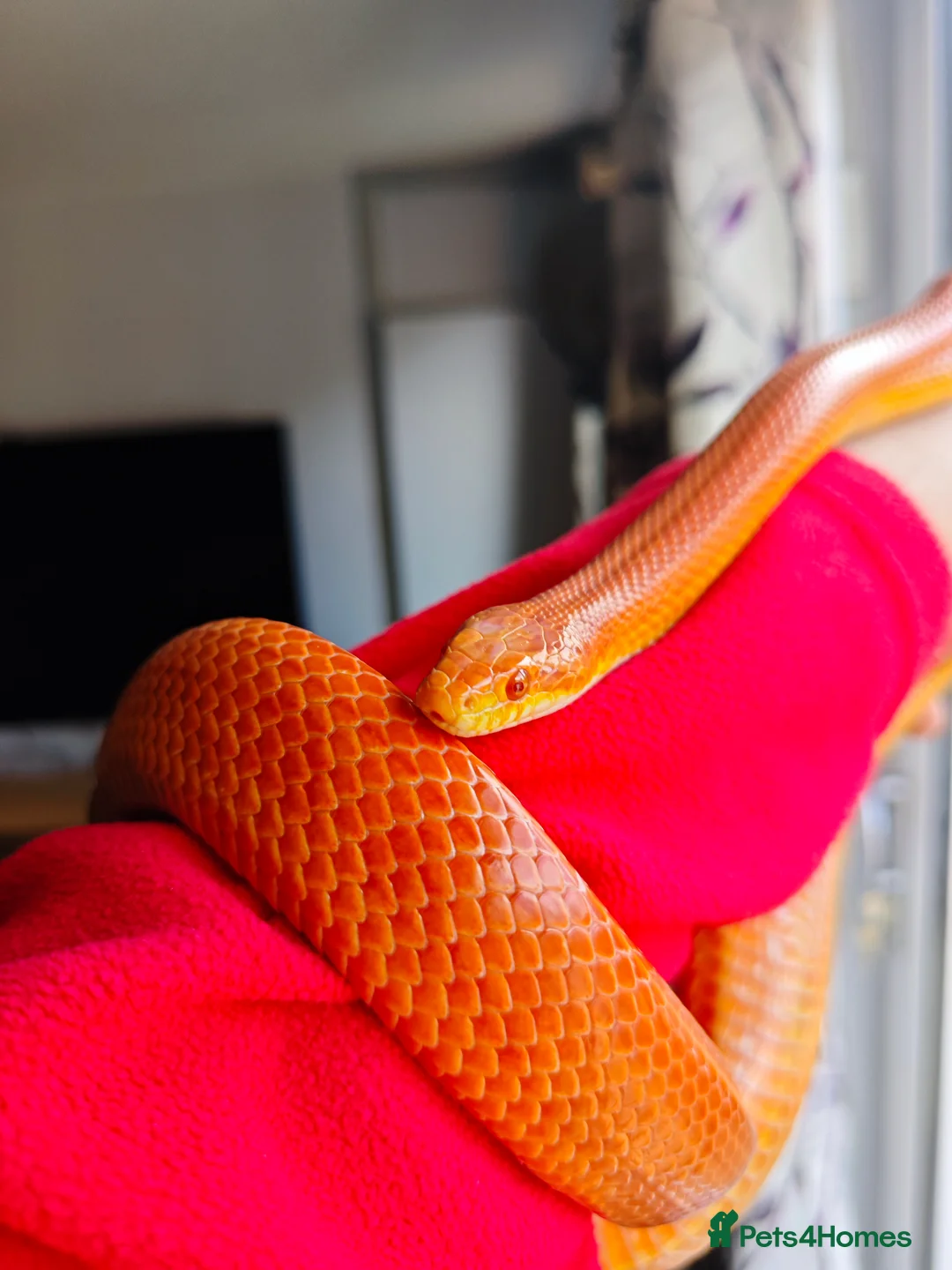 Corn Snake reptiles for sale: Orange corn snake called Cornflake - Advert 1
