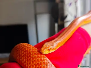 Corn Snake reptiles Orange corn snake - Advert 1