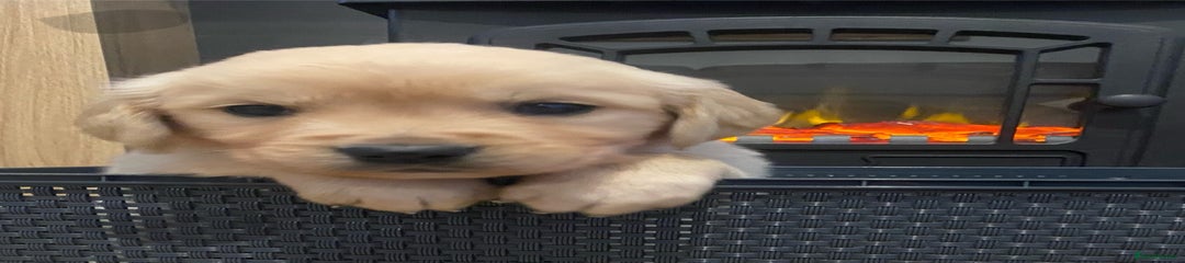Golden Retriever Puppy 2
