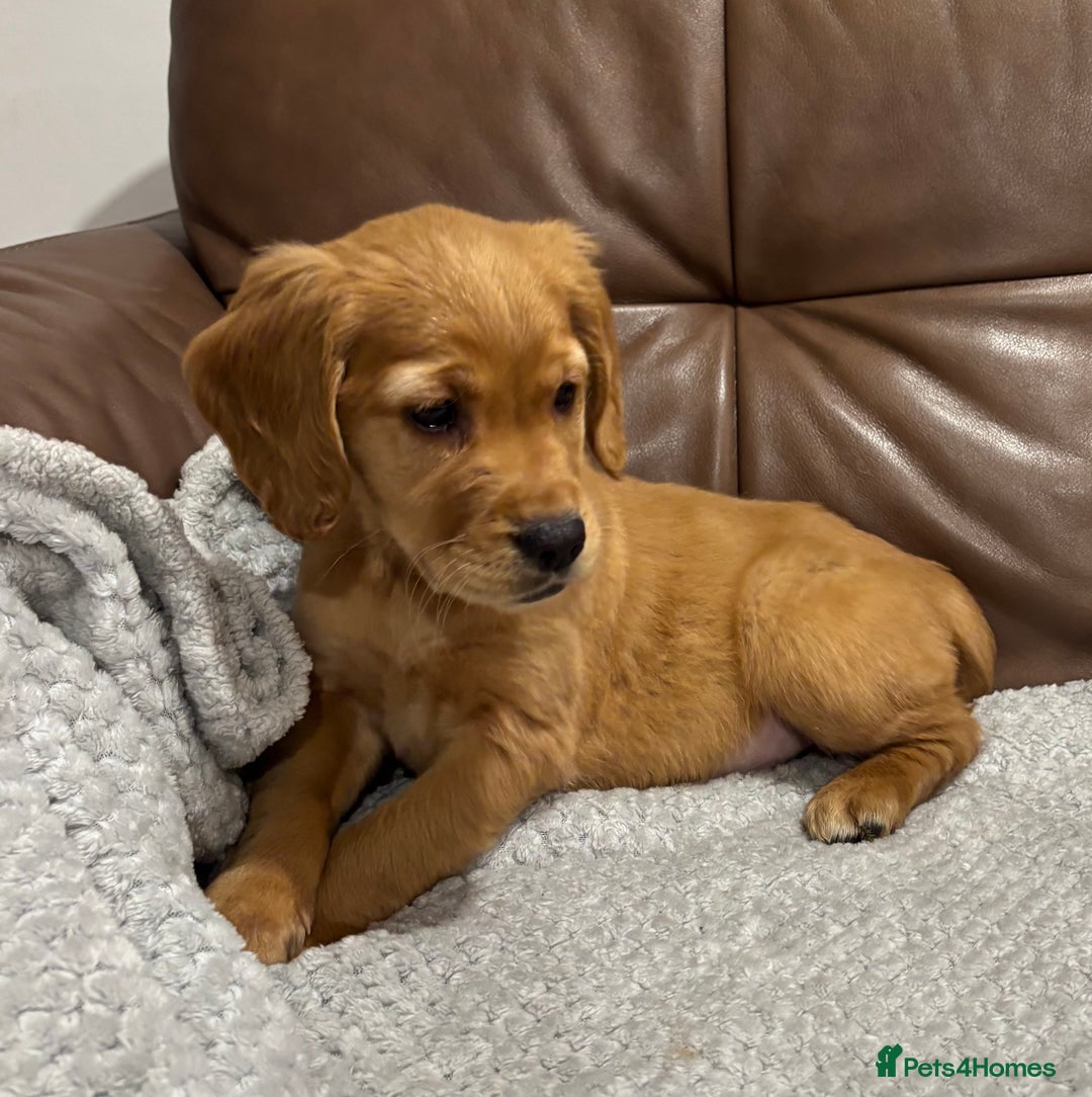 Cocker Spaniel dogs for sale: RED & BLACK COCKER SPANIEL PUPPIES READY NOW 🐶🧡  - Image 15