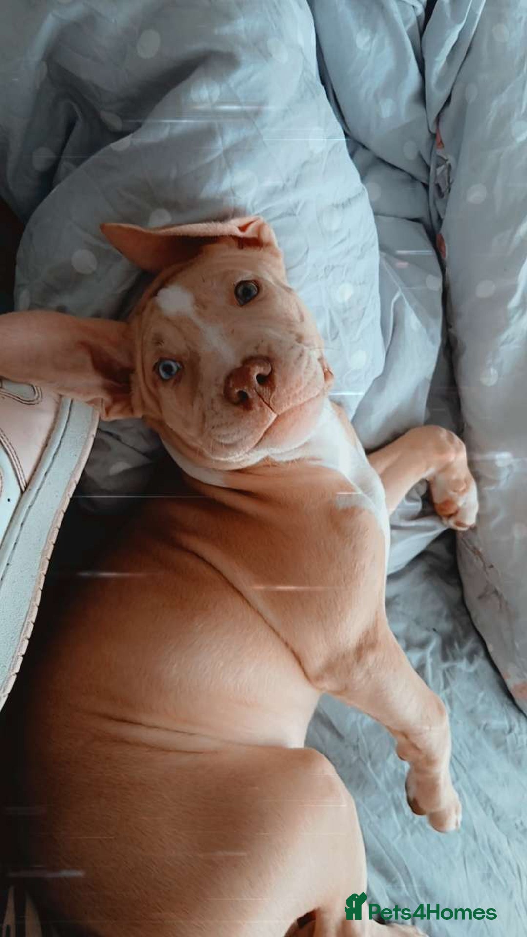 Staffordshire Bull Terrier dogs for sale:  2 American Staffordshire bull terrier girls  - Image 6