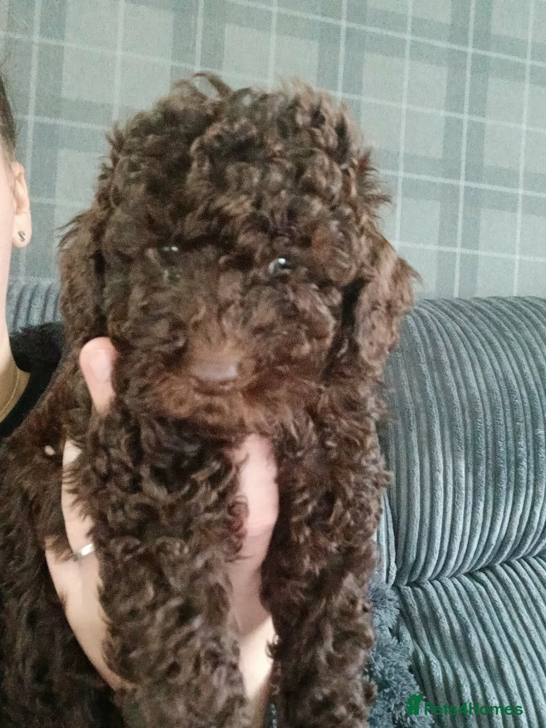 Cockapoo dogs for sale: f1b miniature cockapoos  - Advert 4