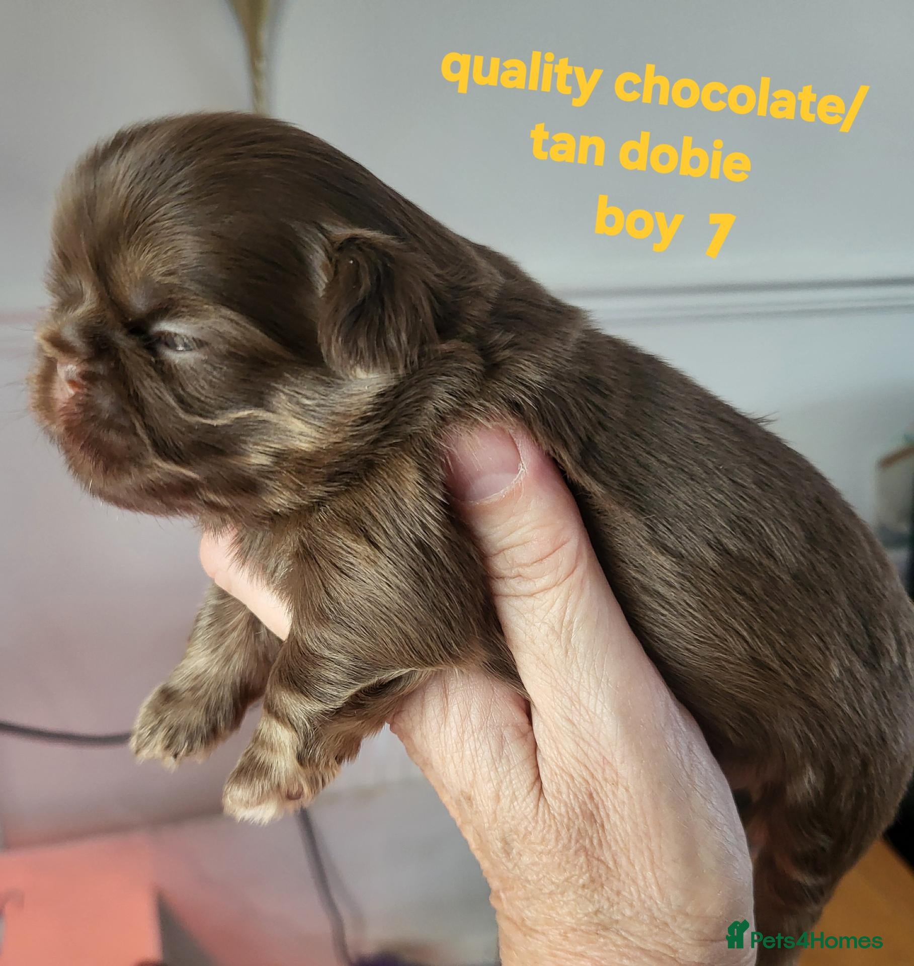 Shih Tzu dogs Quality dobie kc Imperial shih tzu  - Advert 3