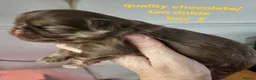 Shih Tzu dogs for sale: Imperial shih tzu  - Advert 13