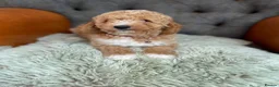 Cavapoo dogs for sale: Beautiful F1 Cavapoo puppies in Aylesford - Advert 9