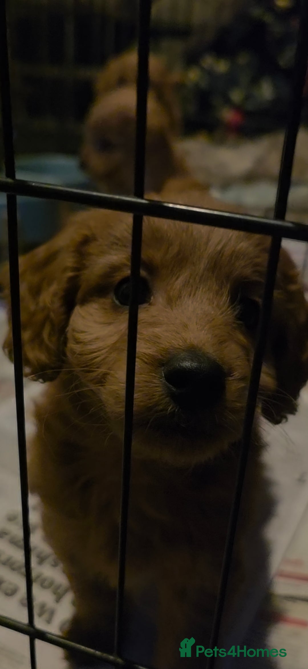 Cockapoo dogs for sale: Gorgeous fox red small cockapoos - Advert 6