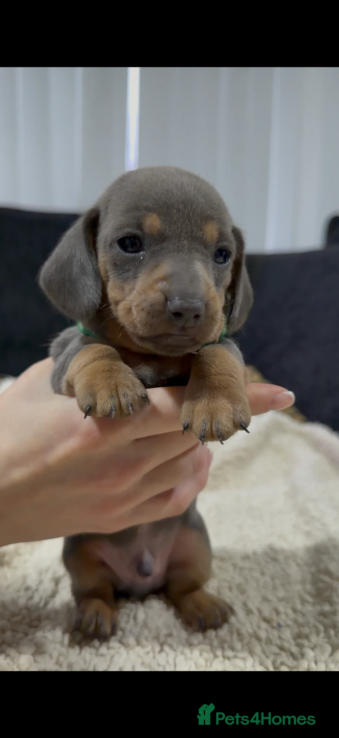 Miniature Dachshund dogs for sale: Miniature Dachshund Puppies - Advert 4