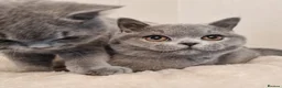 British Shorthair cats for sale: Stunning British Shorthair & Longhair Kittens  - Advert 25
