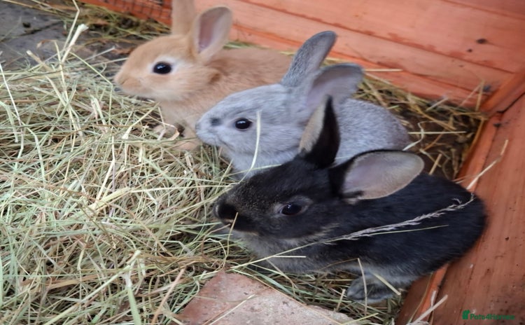 Mixed Breed rabbits - Advert 1