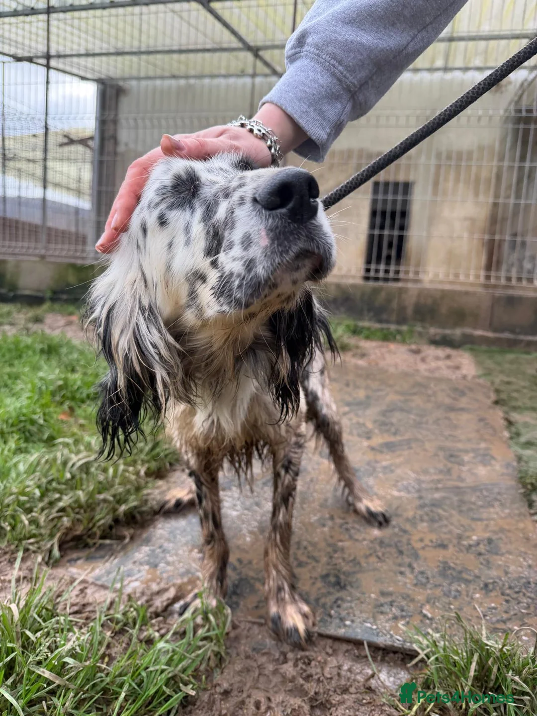 English Setter dogs for adoption: Dama  - Advert 8