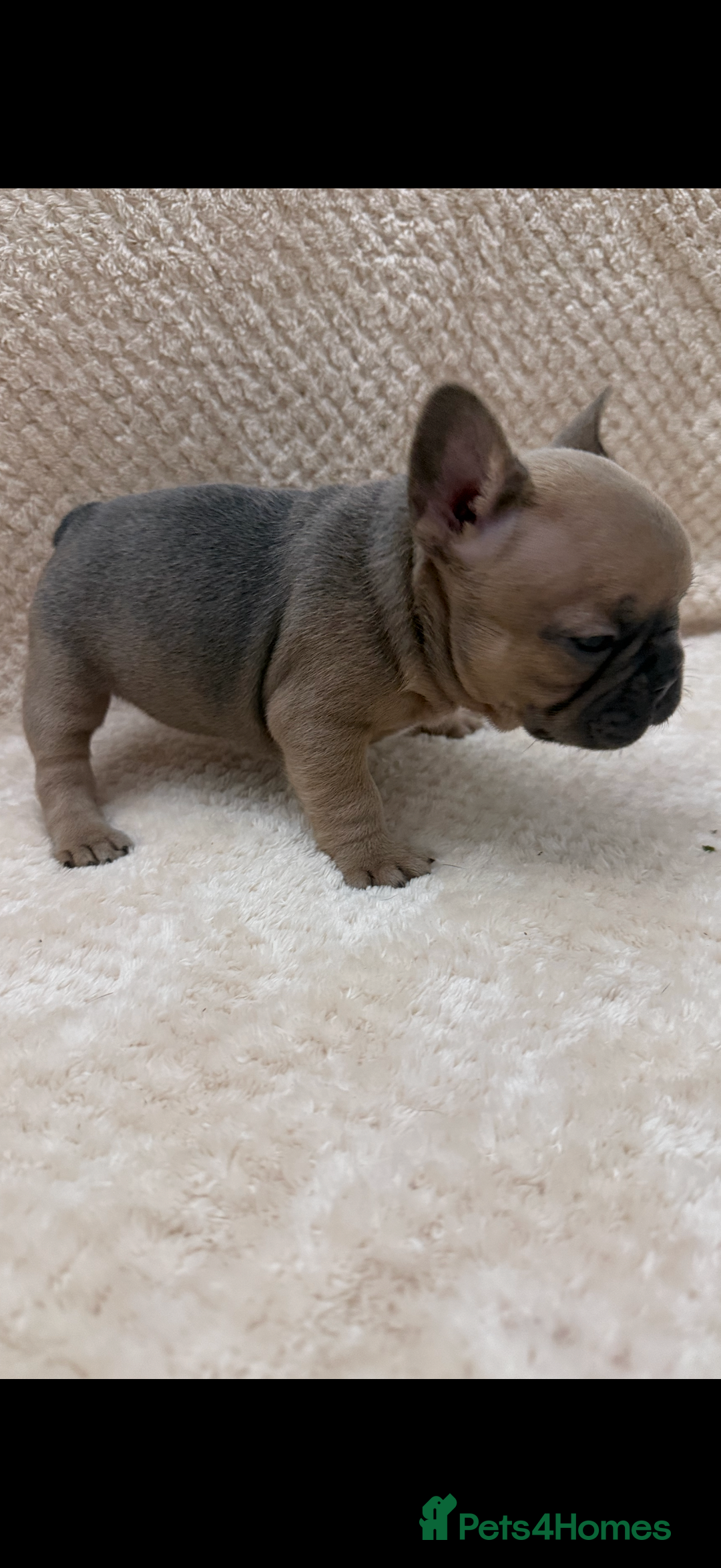 French Bulldog dogs for sale: French bulldog puppys - Advert 11