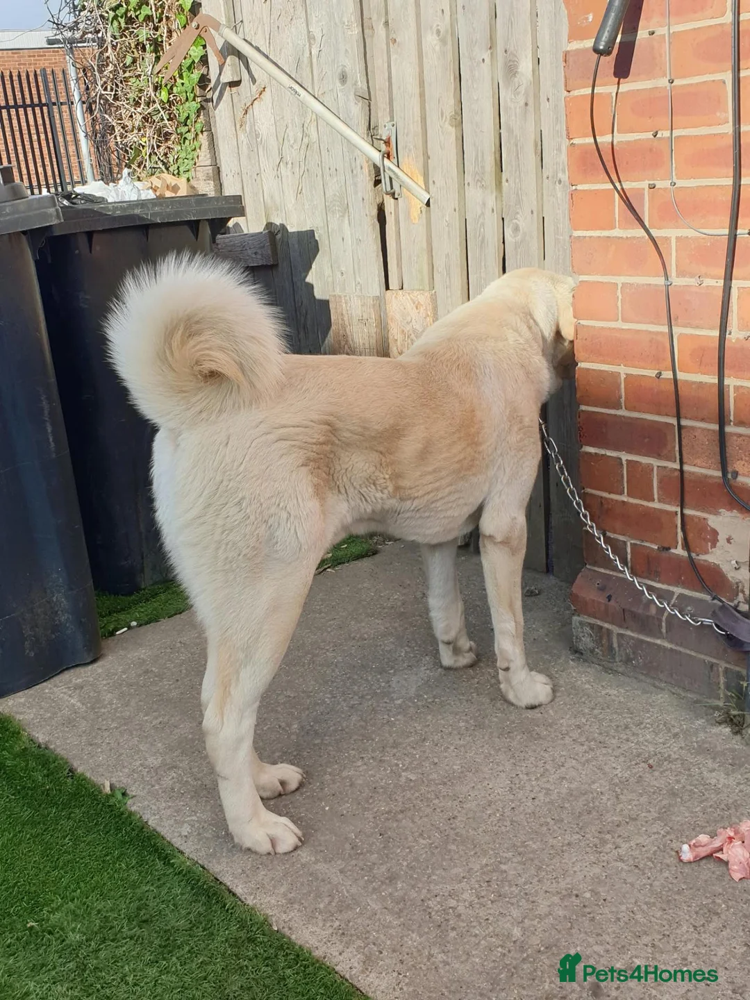 Central Asian Shepherd dogs for sale: Mrsmm - Advert 2