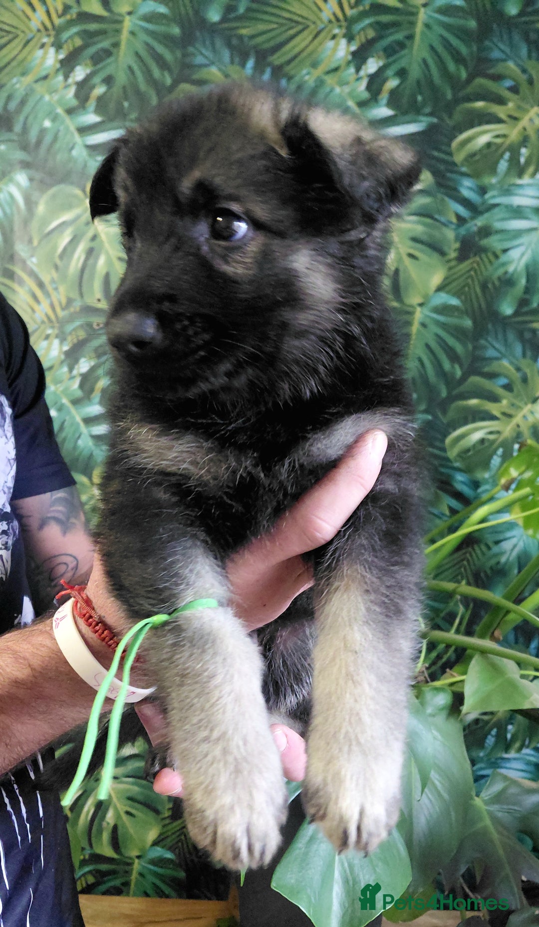 German Shepherd dogs for sale: German shepherd puppies - Advert 13