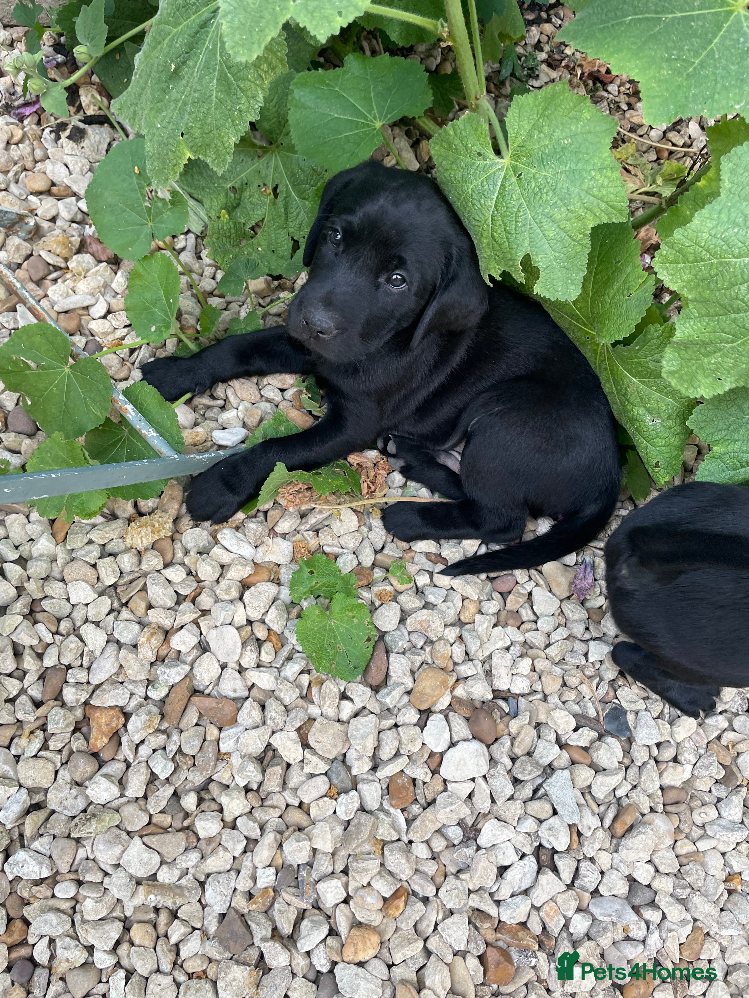 Labrador Retriever dogs Only 1 of 7 beautiful, healthy Labrador puppies  - Advert 2