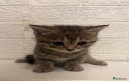 British Shorthair cats for sale: Cutest Tabby British Short Haired Kittens  - Image 3