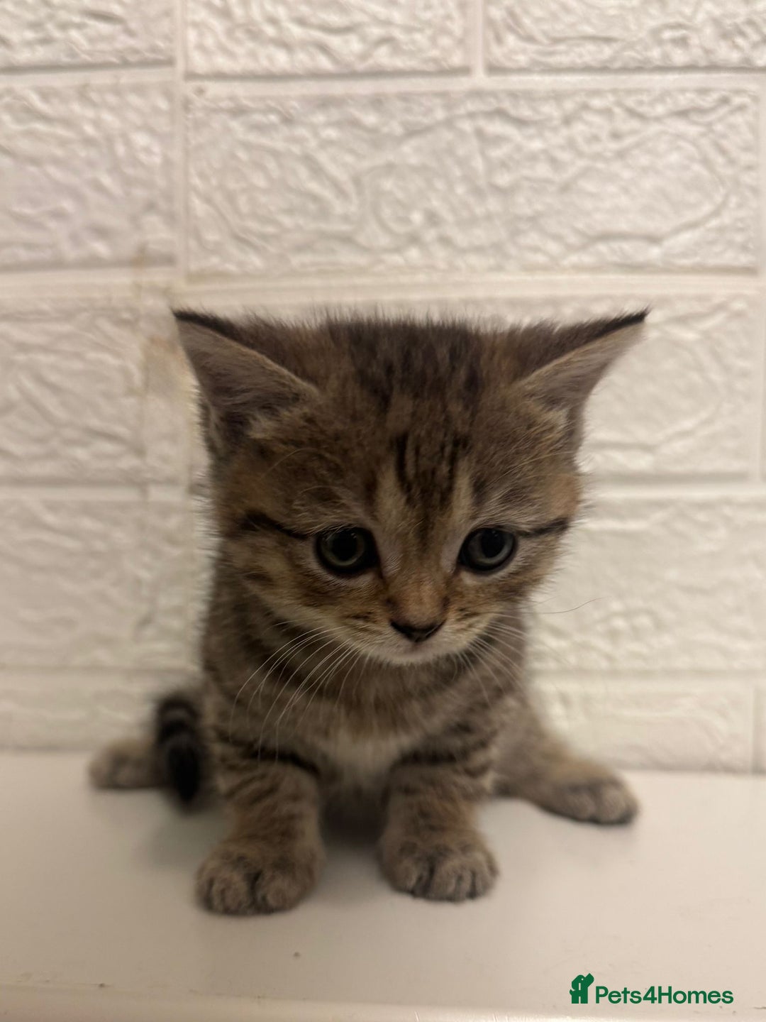 British Shorthair cats for sale: Cutest Tabby British Short Haired Kittens  - Image 3