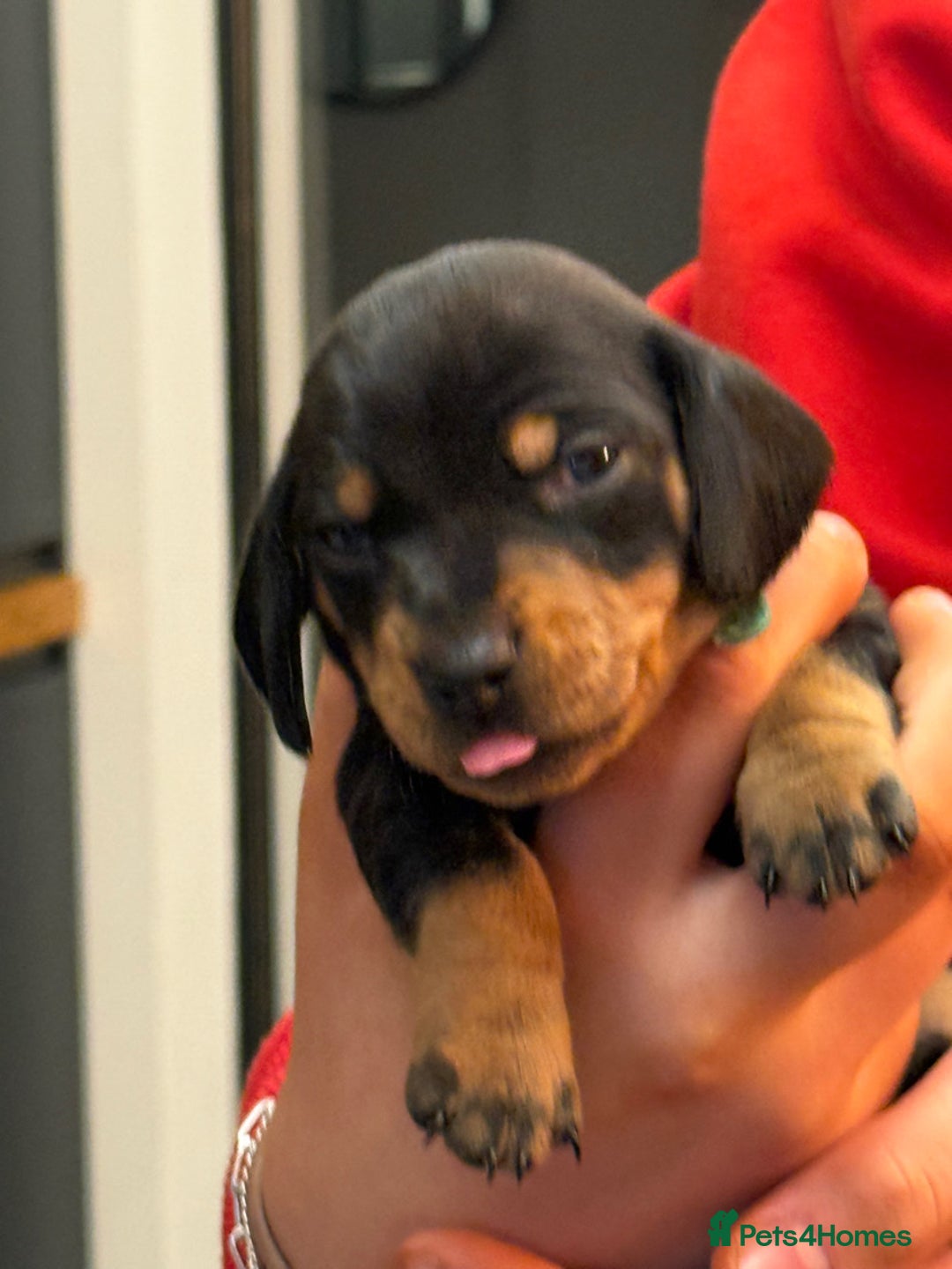 Miniature Dachshund dogs for sale: 7 miniature dachshunds for sale  - Advert 8