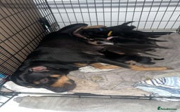 Mixed Breed dogs for sale: 8 beautiful pups, looking for forever home🐾 - Image 18