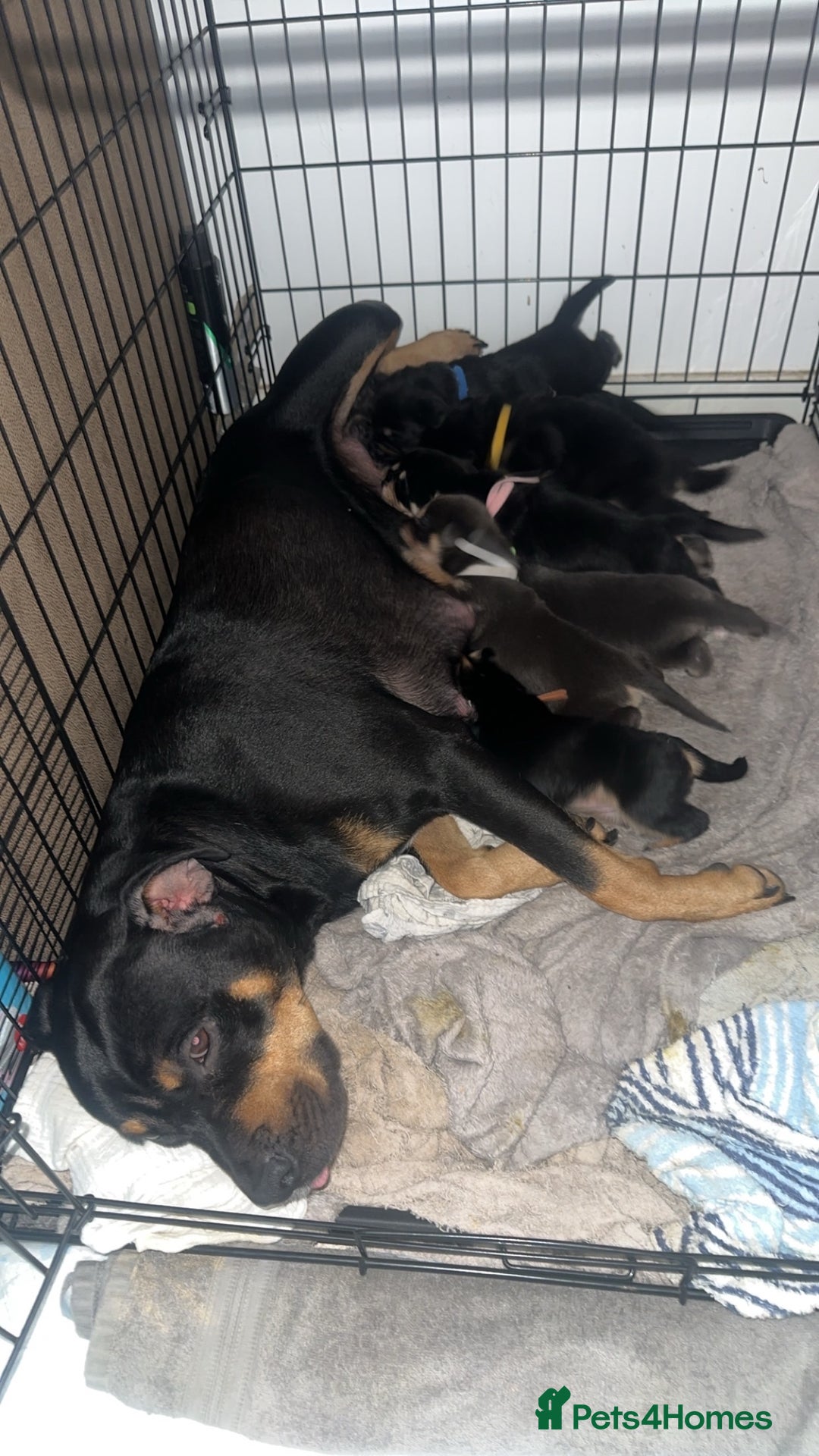 Mixed Breed dogs for sale: 8 beautiful pups, looking for forever home🐾 - Image 18