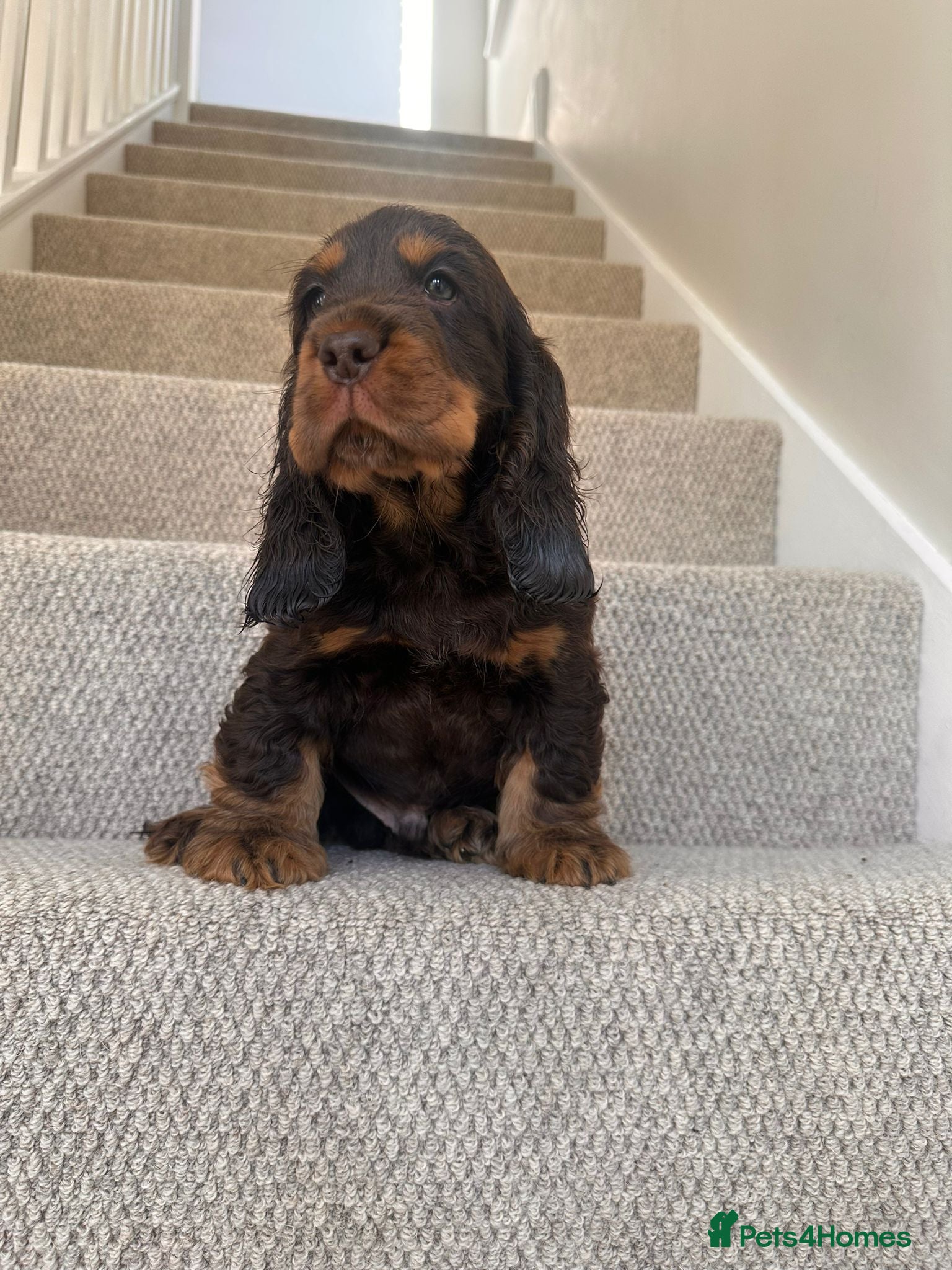 Cocker Spaniel dogs ⭐ ⭐ AMAZING KC SHOW COCKER SPANIELS - Advert 1
