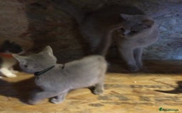 British Shorthair cats for sale: Beautiful blue & white British shorthair kittens  - Image 10