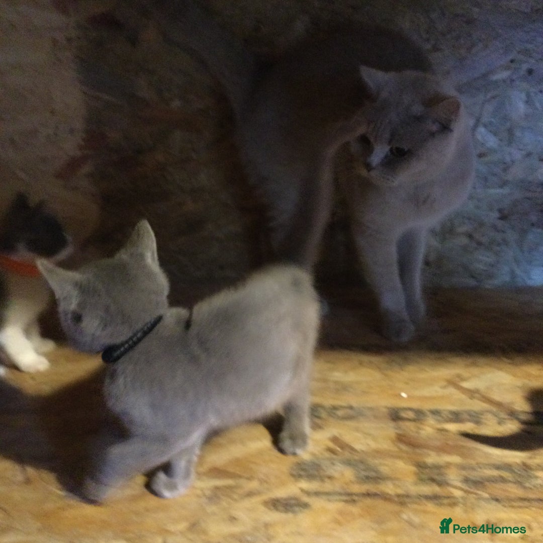 British Shorthair cats for sale: Beautiful blue & white British shorthair kittens  - Image 10