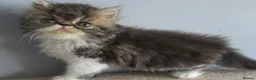 Persian cats for sale: Adorable female Persian kittens - Advert 18