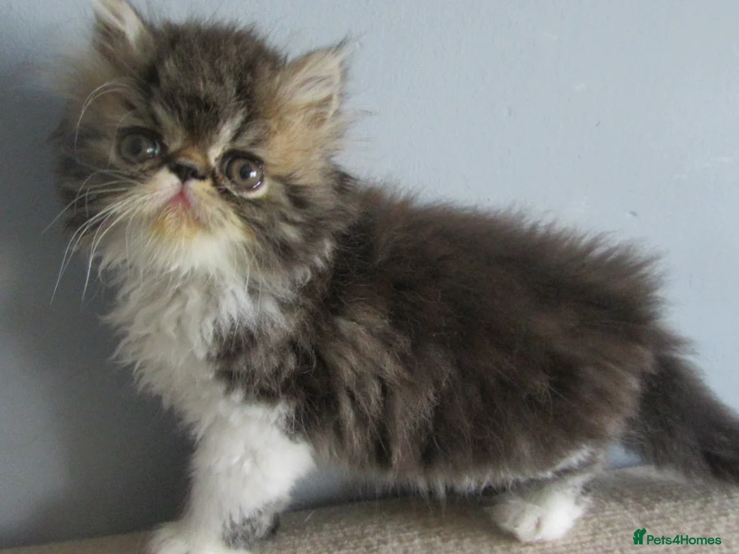 Persian cats for sale: Adorable female Persian kittens - Advert 18