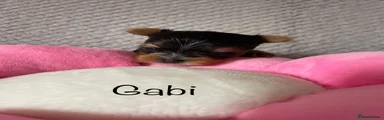 🩷 Gabi Girl Yorkshire Terrier 
